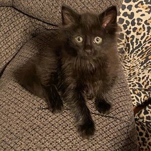 Meet your Posher, Tiffany